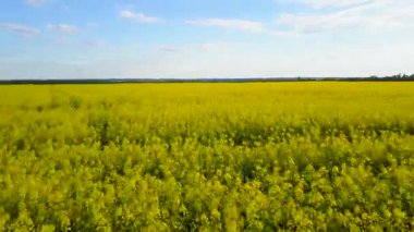 İlkbaharda çiçek açan kanola alanıyla. Hava videoya