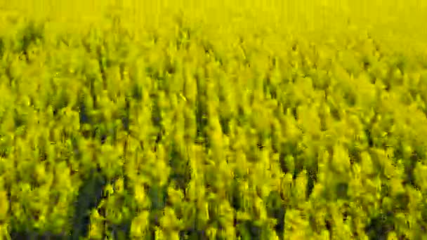 Field with blooming Canola in spring. Aerial videotaping — Stock Video