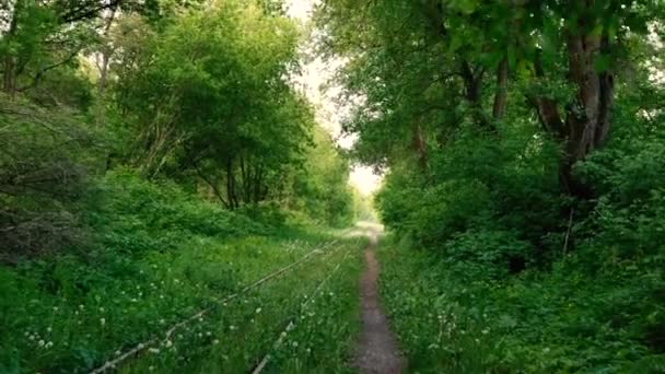 Брошенная железная дорога в лесу — стоковое видео