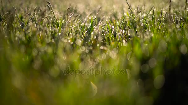 Зелена трава і краплі ранкової роси — стокове відео