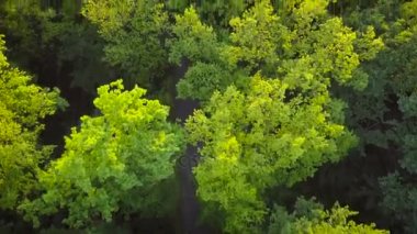 Motorcu ağaçlarıyla çevrili bir yolda bir motosiklet binme. Ağaçlar, uçağı tarafından vurulmuş vurdu içinde üstten görünüm