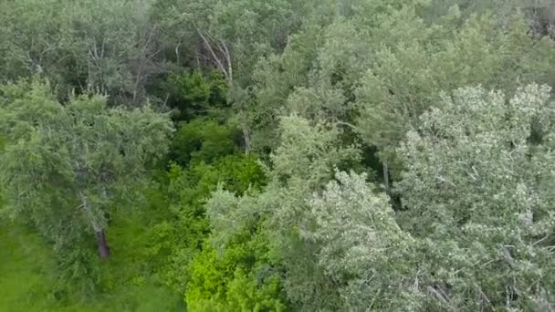 Vol au-dessus de la forêt verte 