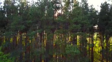 Ahşap Everning. Güneş ışınları ağaçların arasından geçmek