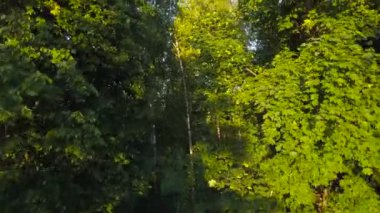 Uçuş yeşil orman yukarıda