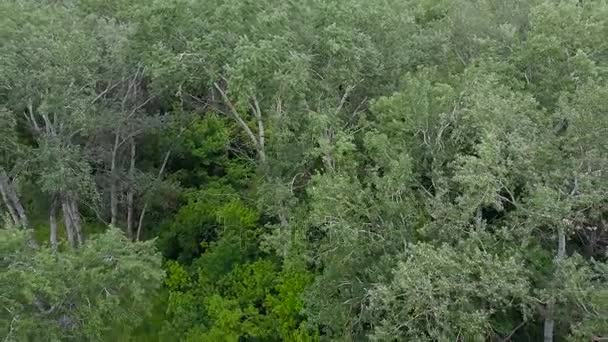 Flygning över den gröna skogen — Stockvideo