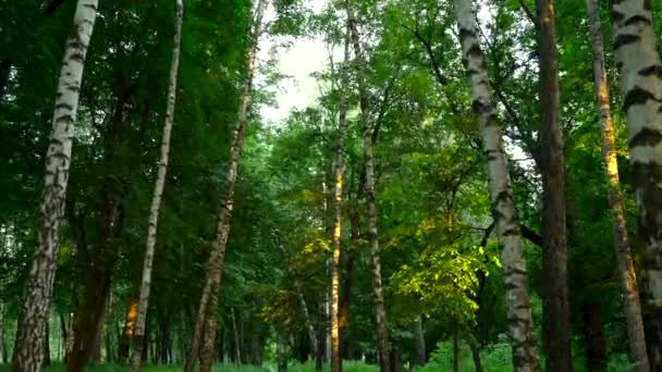 Everning i trä. Solens strålar passera genom träden — Stockvideo
