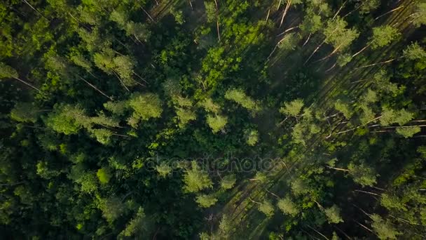 Flight above the green forest — Stock Video