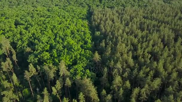 Vlucht boven het groene woud — Stockvideo