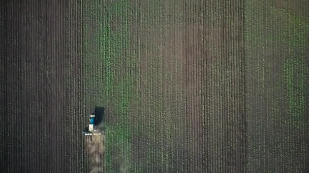 Sahada tohum traktör gerçekleştirir — Stok video