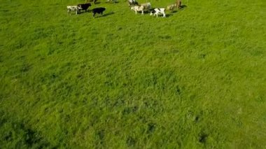 Uçan inekler otlatma ile yeşil alanın üzerinde. Ülkenin peyzaj hava arka plan