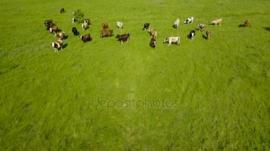 Uçan inekler otlatma ile yeşil alanın üzerinde. Ülkenin peyzaj hava arka plan