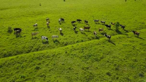 Voler au-dessus d'un champ vert avec des vaches brouteuses. Fond aérien du paysage champêtre 
