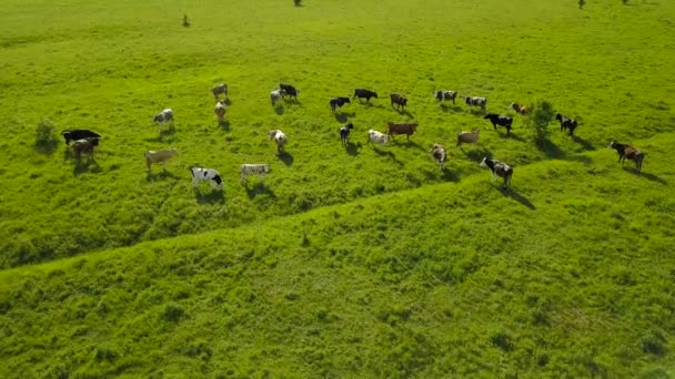 Repül át a zöld mező, legelő tehenek. Légi háttér ország táj — Stock videók