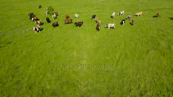 Voler au-dessus d'un champ vert avec des vaches brouteuses. Fond aérien du paysage champêtre 