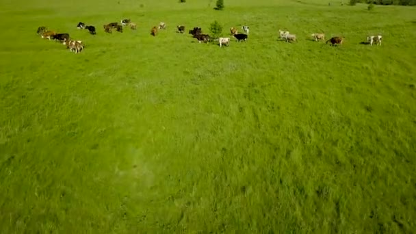 Πετώντας πάνω από το πράσινο πεδίο με βόσκουν αγελάδες. Εναέρια υπόβαθρο της χώρας τοπίο — Αρχείο Βίντεο