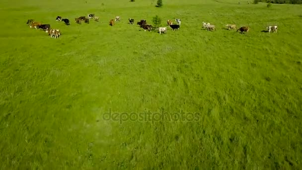 Voler au-dessus d'un champ vert avec des vaches brouteuses. Fond aérien du paysage champêtre 