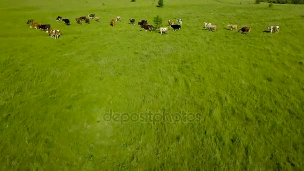 Volando sobre el campo verde con vacas pastando. Antecedentes aéreos del paisaje rural — Vídeos de Stock