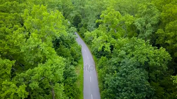 Route à travers la forêt, vue de la hauteur - levé aérien — Video