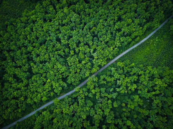 Jalan melalui hutan, pemandangan dari ketinggian - foto udara — Stok Foto