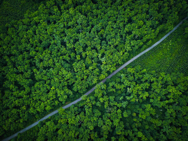 Дорога через лес, вид с высоты - воздушное фото
