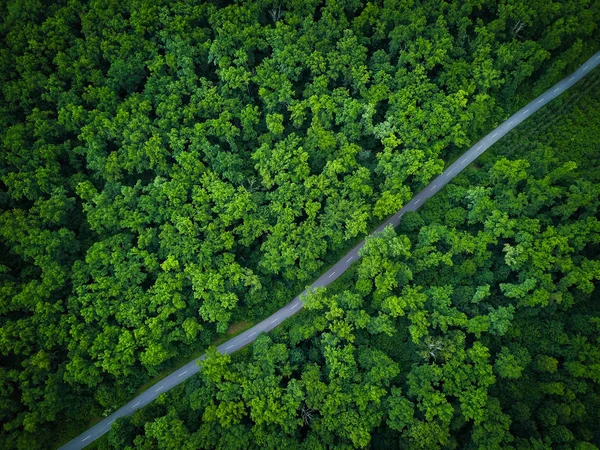 Jalan melalui hutan, pemandangan dari ketinggian - foto udara — Stok Foto