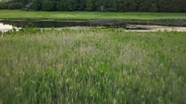 Съёмки с воздуха над болотистой местностью и лугами — стоковое видео