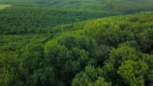 Vuelo sobre el bosque verde — Vídeo de stock
