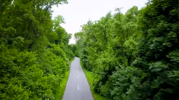 Camino a través del bosque, vista desde la altura - levantamiento aéreo — Vídeo de stock