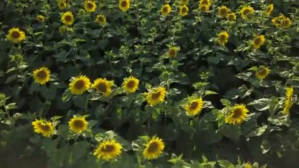 Pemandangan udara dari ladang bunga matahari yang berbunga — Stok Video