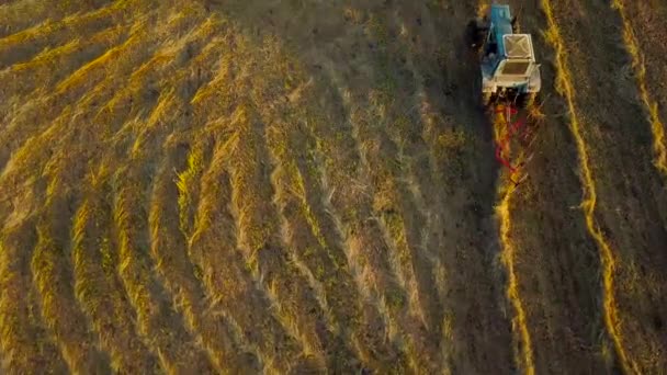 Ciągnik wykonuje prac rolnych na polu o zachodzie słońca — Wideo stockowe