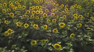 2 in 1 video. Çiçekli ayçiçeği alanının havadan görünümü