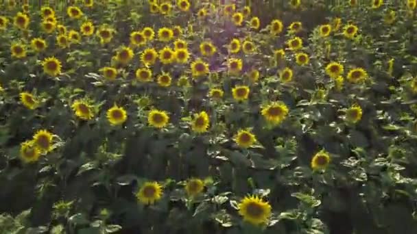 2 dalam 1 video. Pemandangan udara dari ladang bunga matahari yang berbunga — Stok Video