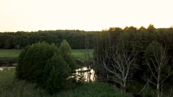 湿地の地形と森林を空中撮影 — ストック動画
