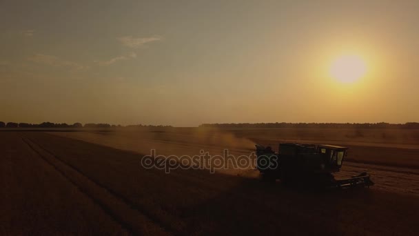 Vista aérea Combine Harvester recoge el trigo al atardecer. Cosecha del campo de grano, temporada de cosecha — Vídeo de stock