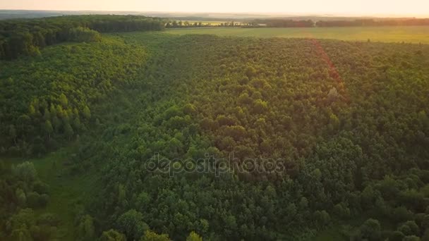 Vuelo sobre el bosque verde — Vídeos de Stock