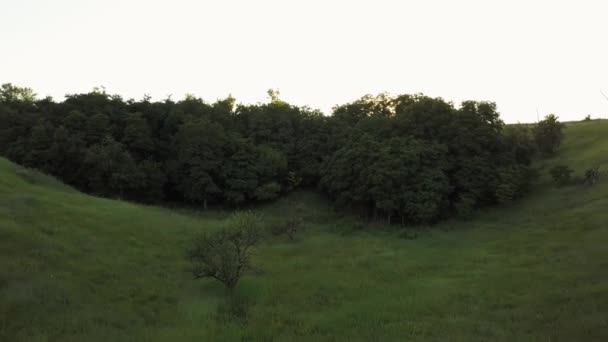 Survoler les arbres et la prairie à l'aube - enregistrement vidéo aérien 