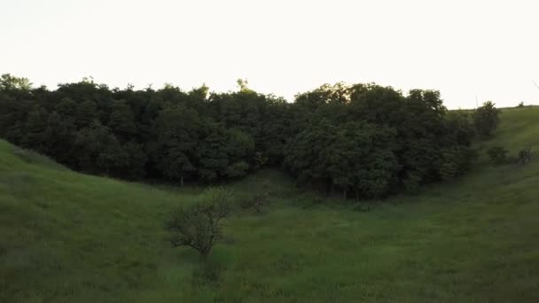 Voar sobre as árvores e o prado ao amanhecer - videofilmagem aérea — Vídeo de Stock