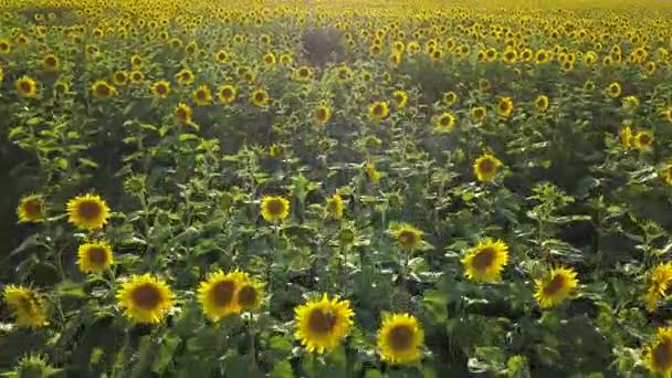 Aerial view of flowering sunflowers field — Stock Video