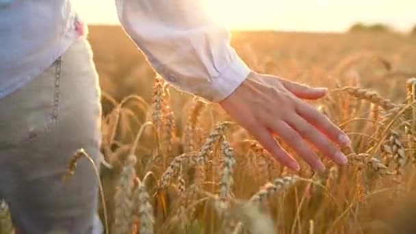 Mano femenina tocando trigo en el campo en una luz del atardecer — Vídeos de Stock