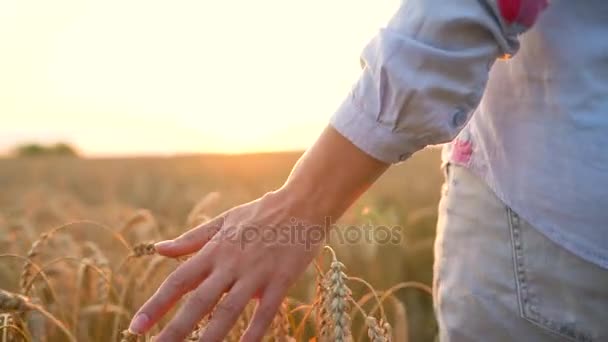 Женская рука касается пшеницы на поле при свете заката — стоковое видео