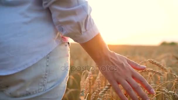 日没の光のフィールドを小麦に触れる女性の手 — ストック動画