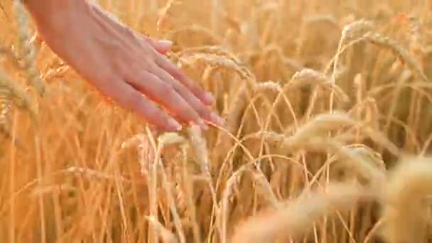 Женская рука касается пшеницы на поле при свете заката — стоковое видео
