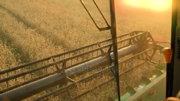 Vista do cockpit da ceifeira-debulhadora recolhe o trigo ao pôr do sol. Campo de colheita de grãos, época de colheita — Vídeo de Stock