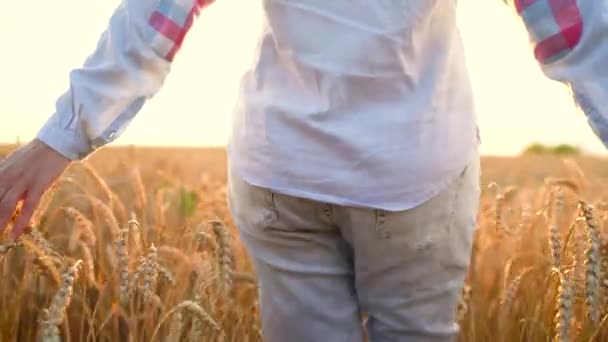 2 in 1 video. Vrouwelijke hand aanraken van tarwe op het veld in een zonsondergang licht — Stockvideo