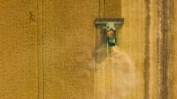 Widok z góry Kombajn zbożowy zbiera pszenicy o zachodzie słońca. Pozyskiwanie ziarna pola, przyciąć sezon — Wideo stockowe