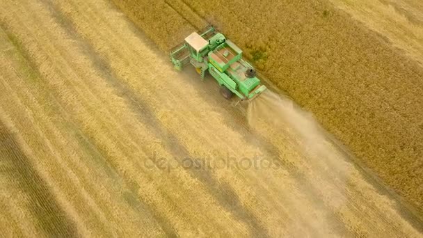 Luchtfoto Combine Harvester verzamelt het graan bij zonsondergang. Oogstkorenveld, oogstseizoen — Stockvideo