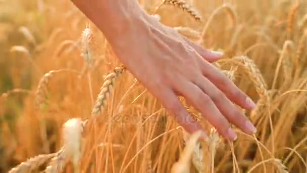 Γυναικείο χέρι αγγίζει σιτάρι στο πεδίο σε ένα φως του ηλιοβασιλέματος — Αρχείο Βίντεο