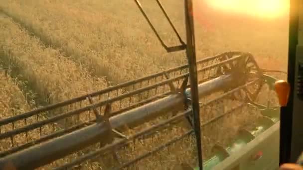 Widok z kokpitu kombajn zbiera pszenicy o zachodzie słońca. Pozyskiwanie ziarna pola, przyciąć sezon — Wideo stockowe