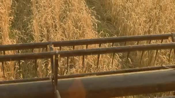 Vue depuis le cockpit de la moissonneuse batteuse rassemble le blé au coucher du soleil. Récolte des champs de céréales, campagne agricole. Mouvement lent 