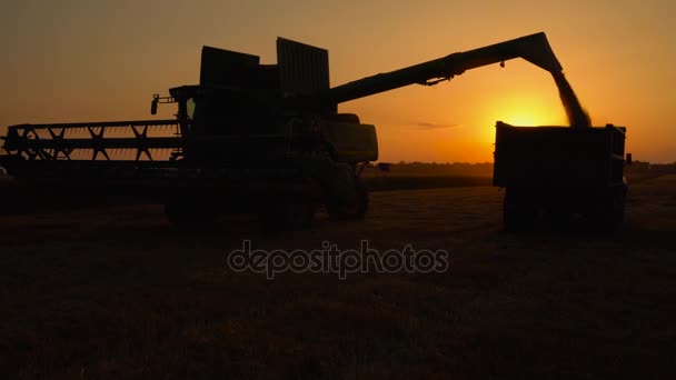 Silhouette of combine harvester pours out wheat into the truck at sunset. Harvesting grain field, crop season. — Stock Video